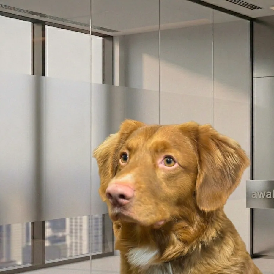 Awa — Chief Dog Officer